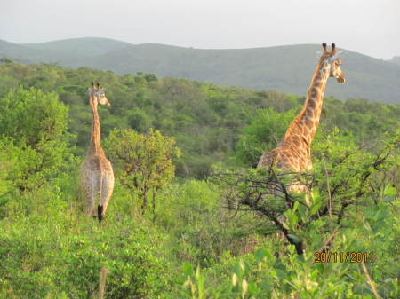 Christine Sadry's album, Safari - Huiluwe Game Reserve, SA