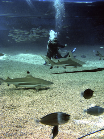 Maui Ocean Center