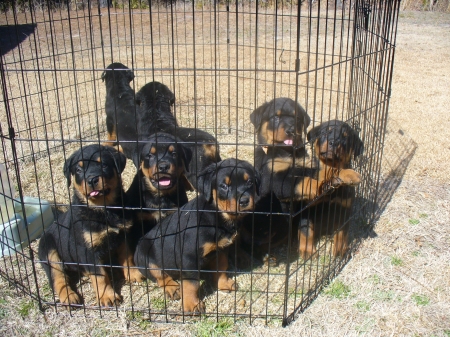 OUR ROTTY PUPS