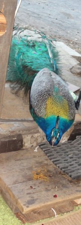 peacock visits my bicycle shop