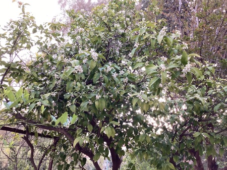 3-26-2023 1 of our grapefruit trees in bloom