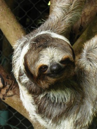 3-toed sloth Costa Rica
