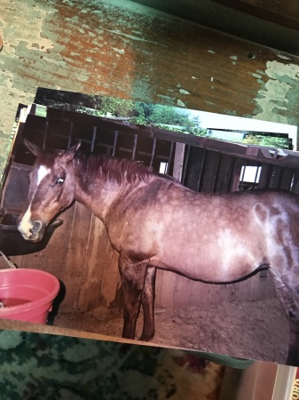 My 32 year old mare, PZ.  pals for 17 years 