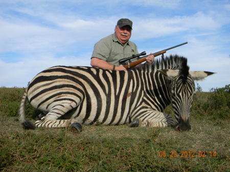 Zebra Stalion