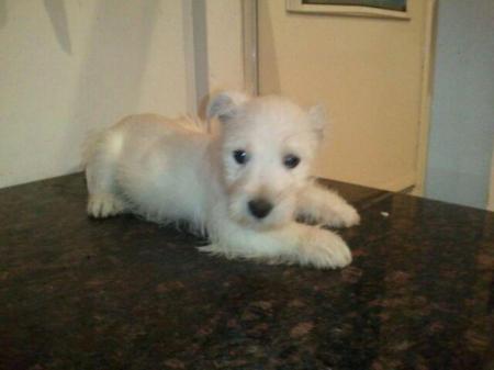 New puppy "TEDDY"