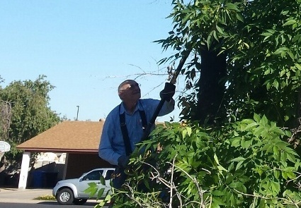 Trimming the neighbor's tree