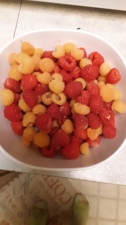 Fresh gold and red raspberries from garden