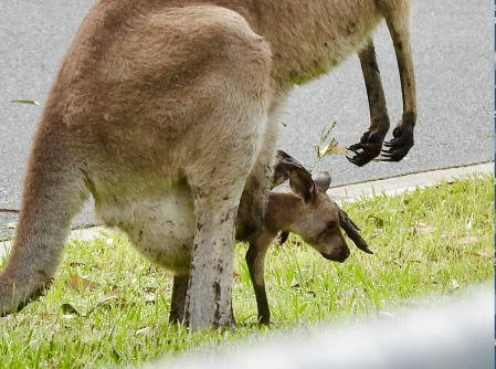 A new generation comes with the wet season.