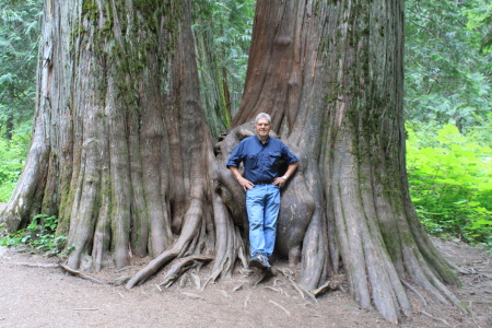 Giant Cedars near Troy, Montana