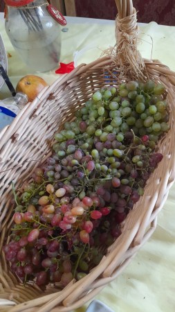 grape harvest Aug 2023