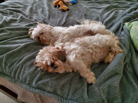 Mike and Maggie from the TOB shelter in Syosse