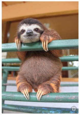 Baby Sloth - a Sloth Rescue Center photo