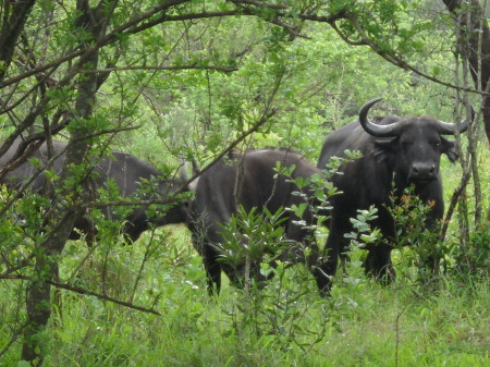 Christine Sadry's album, Safari - Huiluwe Game Reserve, SA