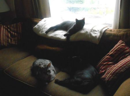 3 lazy cats :-)