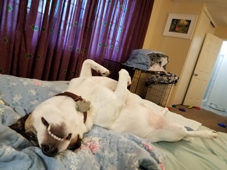 Droopy playing on the bed, 2018