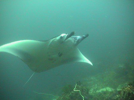 lots of Mantas 35 on the surface at one point