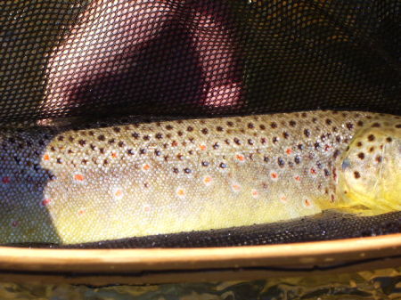 19 in Brown Trout