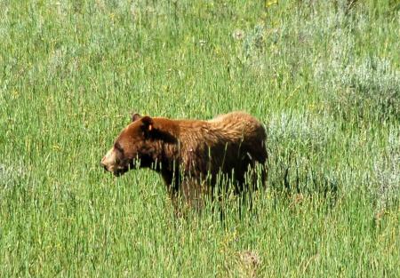 Yellowstone