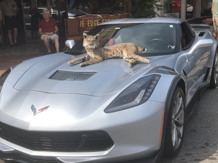 2019 GRAND SPORT CORVETTE W/ PET BOBCAT "BOB"