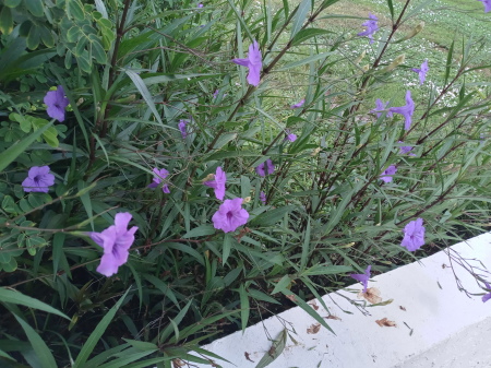 Alabama bluebells