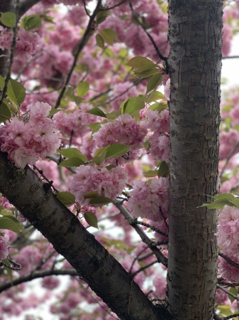 Cherry Blossom time