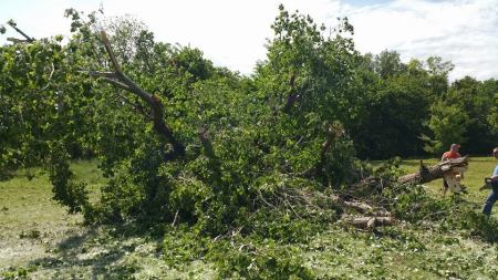 170 ft + twin cottonwood tree