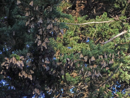 Monarch Butterflys Wintering