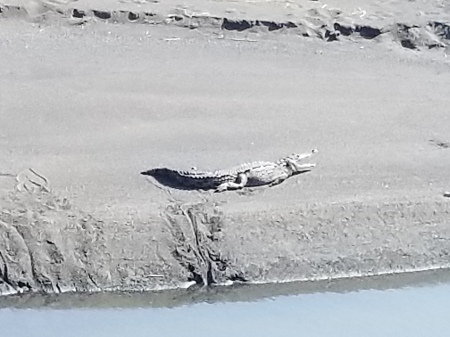 Croc at Playa Hermosa