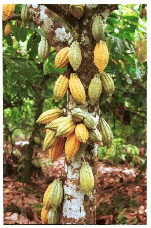 W Edmund Chambers II's album, My Farm in Ecuador