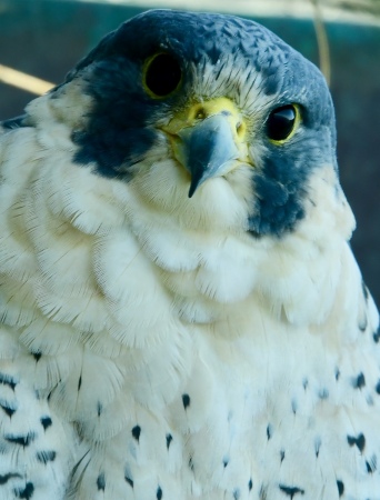 Young peregrine falcon