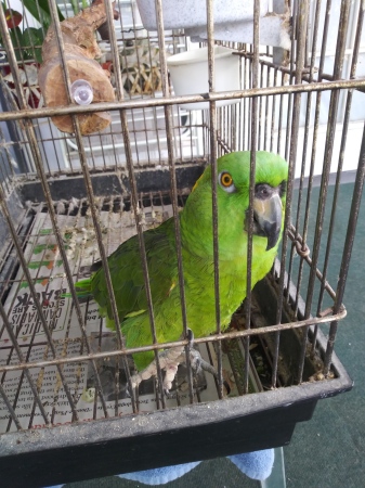 "Poco" - Yellow-Naped Amazon parrot