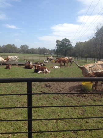 Hanging out with the longhorns