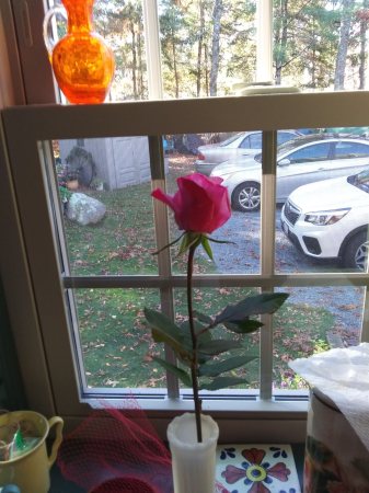 Election Day Rose?