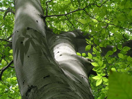 The American Beech