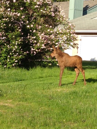 Baby Moose