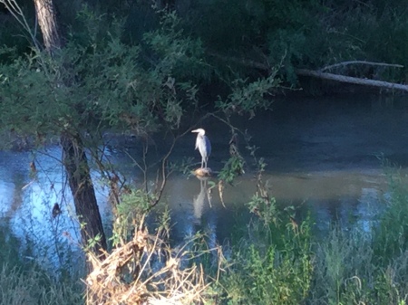 View out the back yard, near my garden! 