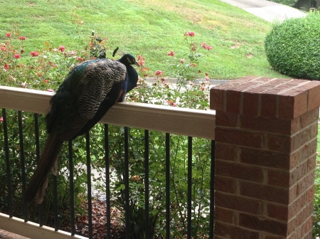 Percy hanging out on front porch