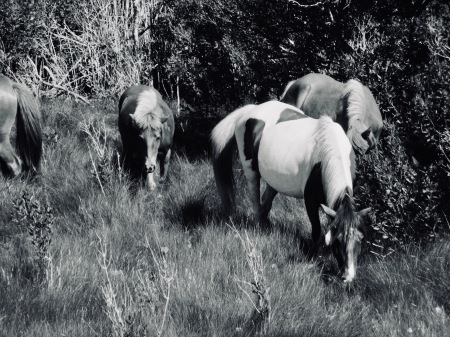 Assateaque Ponies