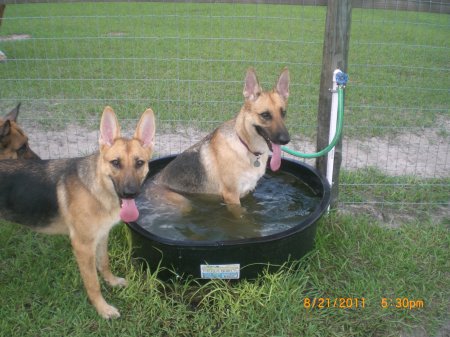 Bella cooling off after playing ball and Tiny