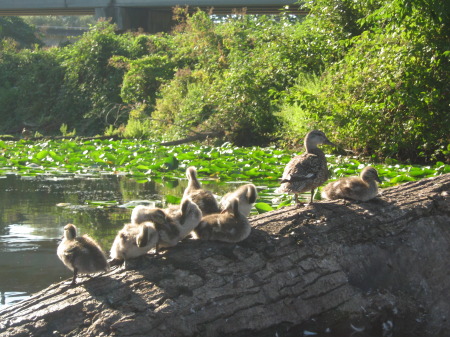 Seattle Wildlife