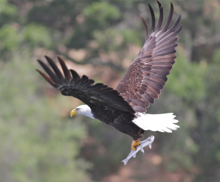 Bald Eagles have returned to the Bay Area