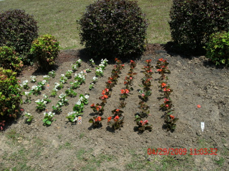 Love planting Begonias