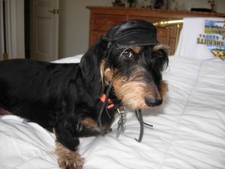 My wire hair Dachshund Jezebel