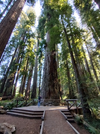 Redwood Forest, Northern California