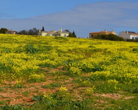 Buttercups brighten up our winter.