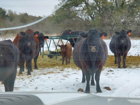 Winter cattle