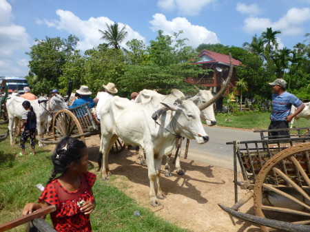 Ox cart ride - Cambodia
