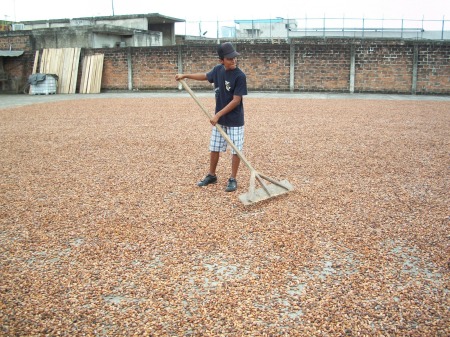 Cacao Beans drying