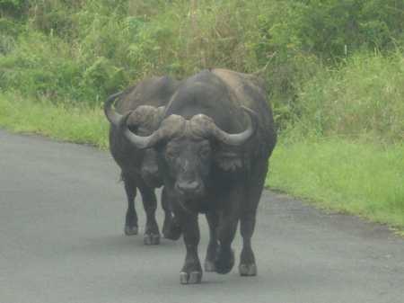 Christine Sadry's album, Safari - Huiluwe Game Reserve, SA