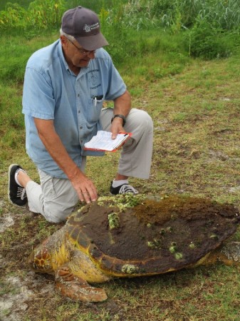 William Wargo's album, Alligator Point Sea Turtle Patrol 